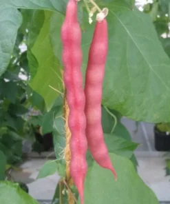 Pink Half-runner Bean (30 Seeds)