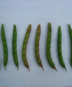 Pink Half-runner Bean (30 Seeds)