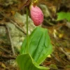 Pink Lady’s Slipper Double Crown Orchid Cypripedium Acaule 2 Bud/Bloom Pink Flowers
