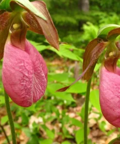 Pink Lady’s Slipper Double Crown Orchid Cypripedium Acaule 2 Bud/Bloom Pink Flowers