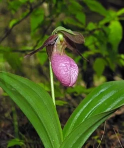 Pink Lady’s Slipper Double Crown Orchid Cypripedium Acaule 2 Bud/Bloom Pink Flowers