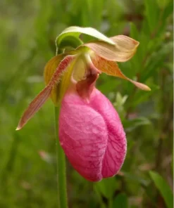 Pink Lady’s Slipper Double Crown Orchid Cypripedium Acaule 2 Bud/Bloom Pink Flowers