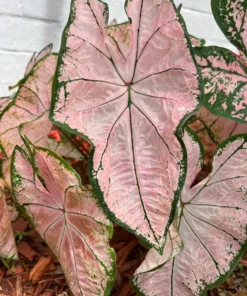 Pink Splash Caladium Bulbs - Translucent Pink with Green Edges