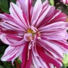 Pink Stripes Dahlia Seeds, 20 Seeds