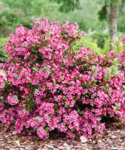 Pink Weigela Shrub Quart Pot – Flowering Shrub with Deep Pink Blooms