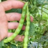 Pink-tip Greasy Heirloom Bean (30 Seeds)