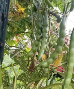 Pink-tip Greasy Heirloom Bean (30 Seeds)