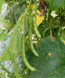 Pink-tip Greasy Heirloom Bean (30 Seeds)