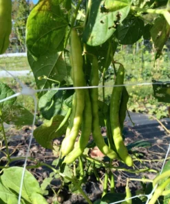 Pink-tip Greasy Heirloom Bean (30 Seeds)