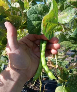 Pink-tip Greasy Heirloom Bean (30 Seeds)