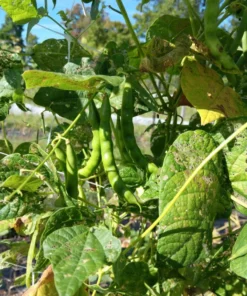 Pink-tip Greasy Heirloom Bean (30 Seeds)