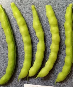 Pink-tip Greasy Heirloom Bean (30 Seeds)