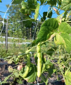 Pink-tip Greasy Heirloom Bean (30 Seeds)