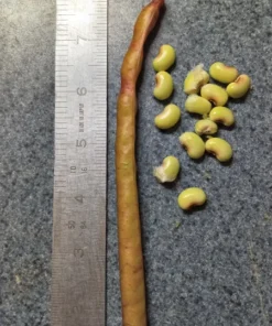 Pinkeye Purple Hull Southern Pea (Vigna unguiculata) 50 Seeds