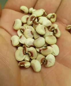 Pinkeye Purple Hull Southern Pea (Vigna unguiculata) 50 Seeds