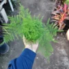 Plumosa Fern Asparagus Fern 4in Pot Indoor Green Plant Easy Care Asparagus setaceus
