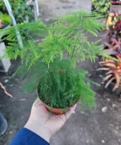 Plumosa Fern Asparagus Fern 4in Pot Indoor Green Plant Easy Care Asparagus setaceus