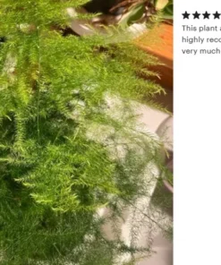 Plumosa Fern Asparagus Fern 4in Pot Indoor Green Plant Easy Care Asparagus setaceus