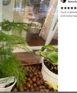 Plumosa Fern Asparagus Fern 4in Pot Indoor Green Plant Easy Care Asparagus setaceus