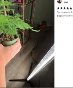Plumosa Fern Asparagus Fern 4in Pot Indoor Green Plant Easy Care Asparagus setaceus