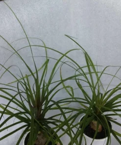 Pony Tail Palm Tree Indoor Decor Plant 12-16 Inches Easy Care Low Maintenance