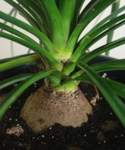 Pony Tail Palm Tree Indoor Decor Plant 12-16 Inches Easy Care Low Maintenance