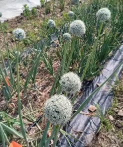 Potato onion (multiplier onion - Allium cepa var. aggregatum) True Seeds (100 seeds)
