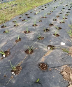 Potato onion (multiplier onion - Allium cepa var. aggregatum) True Seeds (100 seeds)