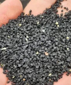 Potato onion (multiplier onion - Allium cepa var. aggregatum) True Seeds (100 seeds)