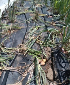 Potato onion (multiplier onion - Allium cepa var. aggregatum) True Seeds (100 seeds)