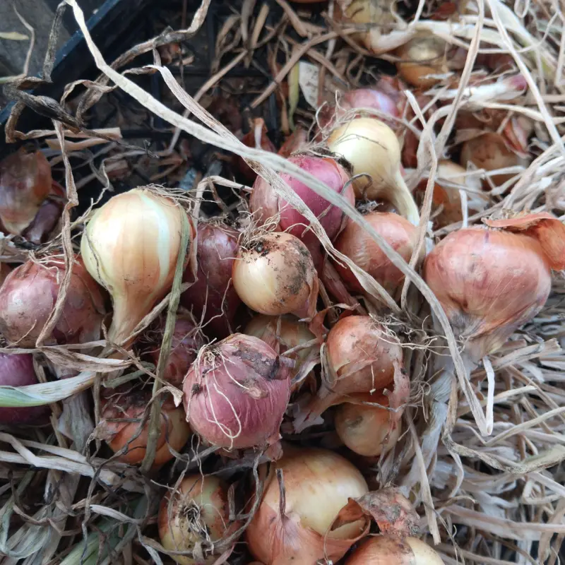 Potato onion (multiplier onion – Allium cepa var. aggregatum) True Seeds (100 seeds)