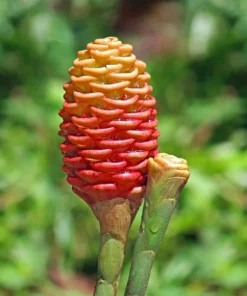 Premium 2 Zingiber Zerumbet Shampoo Ginger Roots for Crafting & Decorations