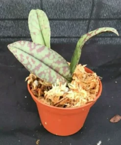 Psychopsis Mendenhall 'Hildos' FCC/AOS, Unusual Orchid