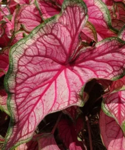 Puppy Love Caladium Bulbs - Frilly Pink Perennial Plant