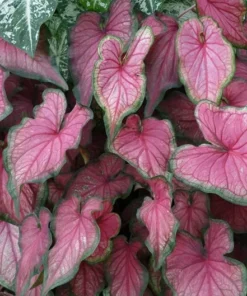 Puppy Love Caladium Bulbs - Frilly Pink Perennial Plant
