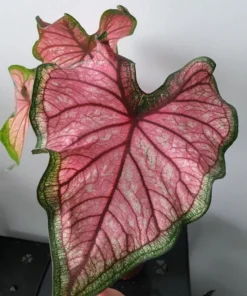 Puppy Love Caladium Bulbs - Frilly Pink Perennial Plant