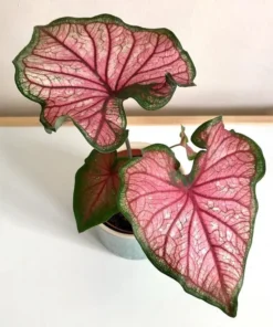 Puppy Love Caladium Bulbs - Frilly Pink Perennial Plant