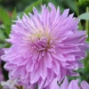 Purple Dahlia Seeds, 20 Seeds