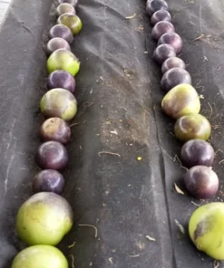 Purple Mountain Landrace Tomatillo (Physalis philadelphica) (50 Seeds)