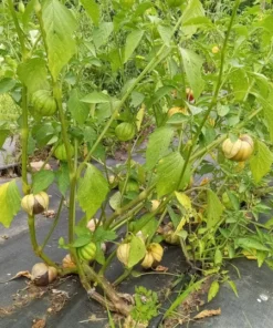 Purple Mountain Landrace Tomatillo (Physalis philadelphica) (50 Seeds)