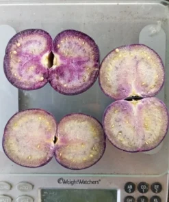 Purple Mountain Landrace Tomatillo (Physalis philadelphica) (50 Seeds)