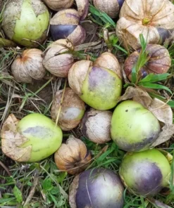 Purple Mountain Landrace Tomatillo (Physalis philadelphica) (50 Seeds)