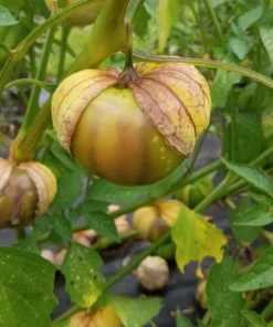 Purple Mountain Landrace Tomatillo (Physalis philadelphica) (50 Seeds)