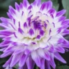 Purple White Dahlia Seeds, 20 Seeds