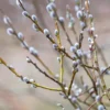 Pussy Willow 2.5 inch pot