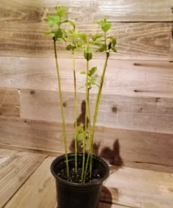 Pussy Willow 2.5 inch pot