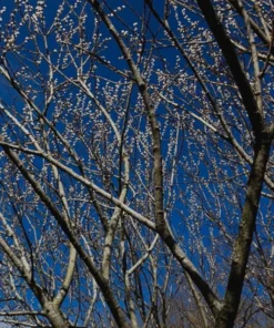 Pussy Willow 2.5 inch pot