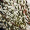 Pussy Willow 2.5 inch pot