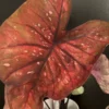 Rain or Shine Caladium Bulbs - Rare Bronze Pink Perennial Plant