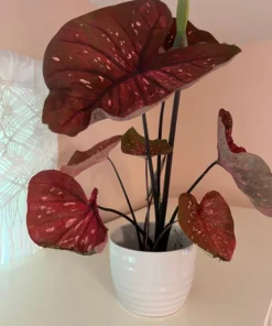 Rain or Shine Caladium Bulbs - Rare Bronze Pink Perennial Plant